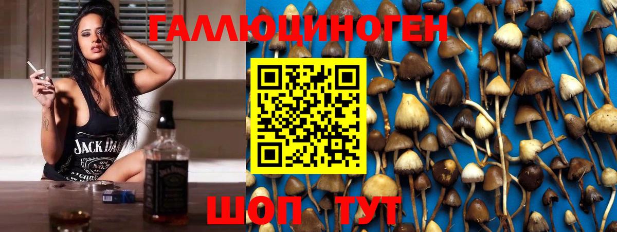 Майкоп  хочу   Вход с VPN  Галлюциногенные грибы мухоморы  Псилоцибиновые грибы мухоморы 